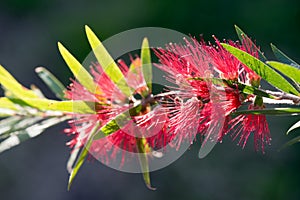 Red Bottlebrush Flower - Callistemon Citrinus. Crimson bottlebrush flower