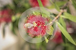 Red bottlebrush flower Callistemon citrinus , selective focus