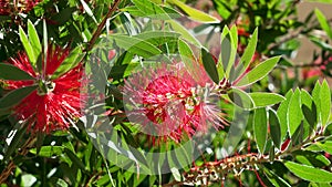 Red bottlebrush flower closeup in sunny day.