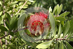 Red Bottlebrush flower in flower