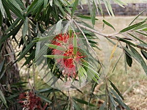 Red bottlebrush flower at Sanjay Lake Park