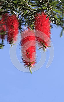 Red bottlebrush flower hanging from a tree