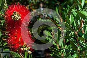 Red Bottlebrush flowers Callistemon citrinus