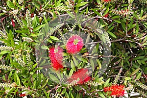 Red Bottlebrush flowers Callistemon citrinus