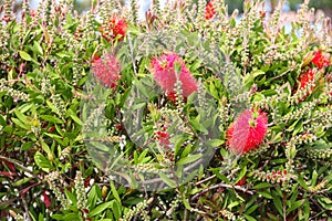 Red Bottlebrush flowers Callistemon citrinus