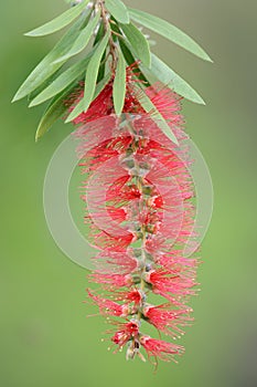 Red bottlebrush plant