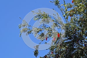 Red bottlebrush tree flowers, Callistemon citrinus