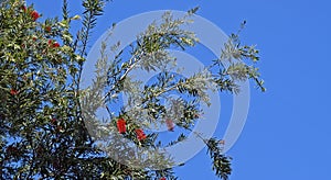 Red bottlebrush tree flowers, Callistemon citrinus