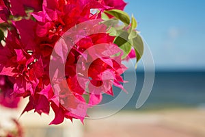 Red bougainvillaea flowers in front of sea background photo