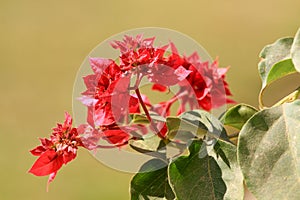 Red bougainvillea