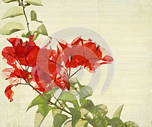 Red Bougainvillea Branch on Bamboo Background