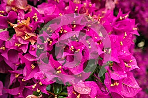 Red bougainvillea bush flowers