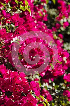 Red Bougainvillea Flowers