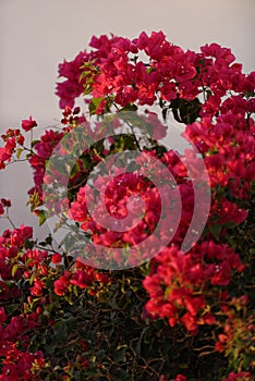 Red bougainvillea flowers