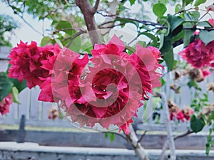 Red Bougainvillea Flowers In The Garden