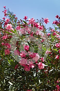 Red Bougainvillea flowers with green leaves