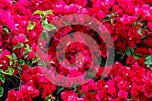 Red Bougainvillea flowers growing in San Diego County