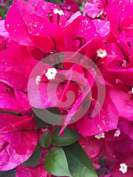 Red Bougainvillea with Green Leaves