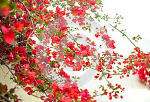 Red Bougainvillea