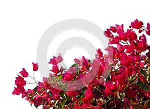 Red bougainvilleas