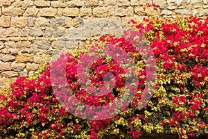 Red bouganville with stone wall