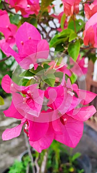 Red Bougenville flowers are blooming in the garden