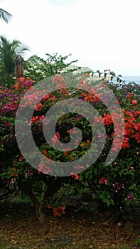 Red bouginvillea shrub