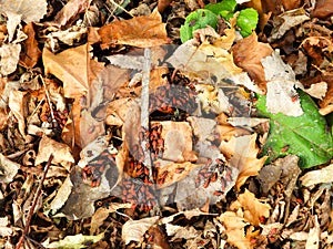 Red Box Elder Bugs cluster on dead leaves