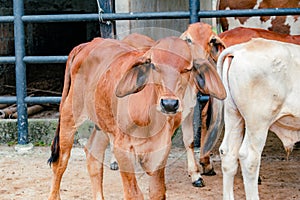 red brahman breed calf in closeup