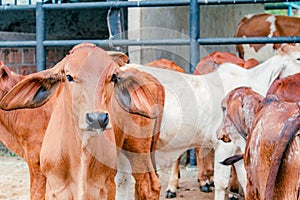 red brahman breed calf in closeup