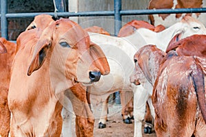 red brahman breed calf in closeup