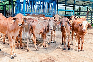 red Brahman calves looking at camera