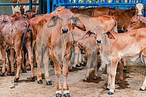 red Brahman calves looking at camera