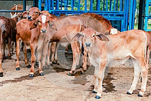 red Brahman calves looking at camera