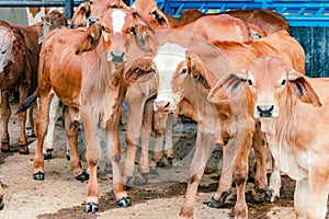 red Brahman calves looking at camera