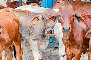 red Brahman calves looking at camera