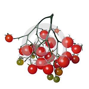Red branch of cherry tomato. isolate. White background