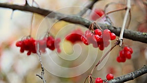 Red branch large of rowan tree in autumn limp