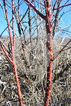 Red branch of wild rose with spikes on the background of rotten grass, twigs