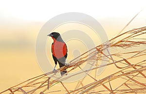 Red-breasted Black Bird Sturnella militaris