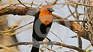 Red Breasted Blackbird