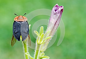 Red breasted carrion beetle on green background