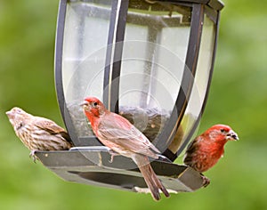 Red breasted finches