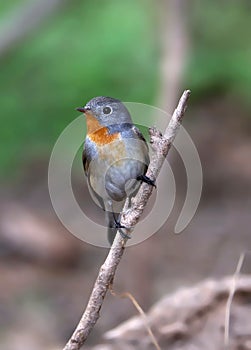 Red breasted flycatcher