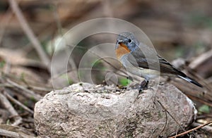 Red breasted flycatcher