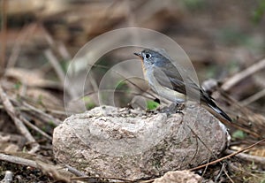 Red breasted flycatcher