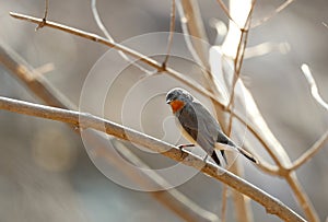 Red breasted flycatcher