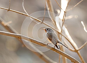 Red breasted flycatcher