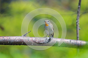 Red-breasted Flycatcher