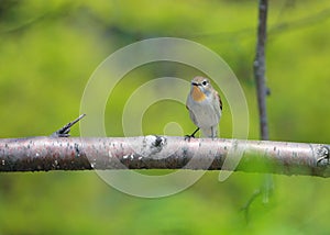 Red-breasted Flycatcher